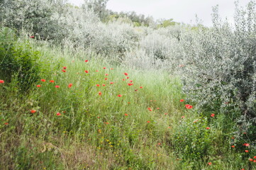 poppies in the field Orvieto in Umbria, Italy