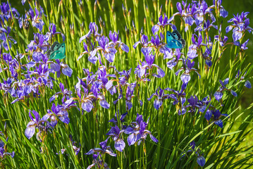 Purple wild iris flowers in full bloom on sunny day