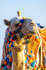 The muzzle of the African camel