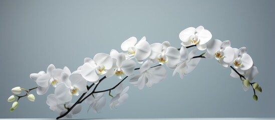 A branch of white orchid flowers stands out against a solid grey background. The delicate petals...