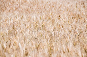 golden wheat field
