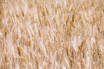 golden wheat field