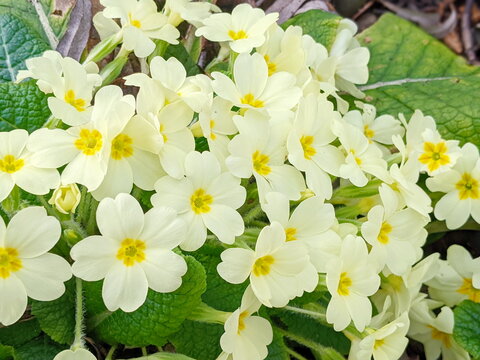Primula vulgaris, the common primrose or English primrose, European flowering plant, family Primulaceae, first flowers to appear in spring growing