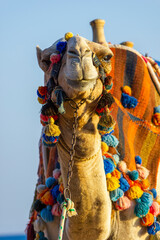 The muzzle of the African camel - 768104263