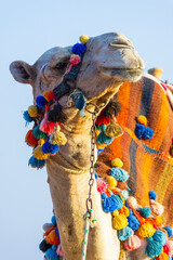The muzzle of the African camel - 768104490