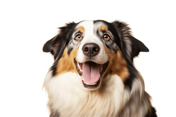 portrait australian yellow dog happy background studio shepherd white shot puppy collie bright brown young breed border cute black animal pet pedigree looking friends head canino funny fun family