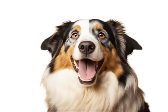 portrait australian yellow dog happy background studio shepherd white shot puppy collie bright brown young breed border cute black animal pet pedigree looking friends head canino funny fun family