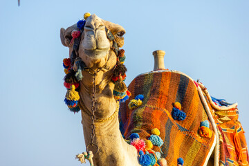 The muzzle of the African camel - 768104811