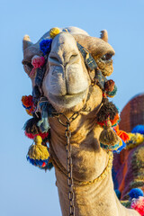 The muzzle of the African camel - 768105438
