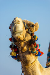 The muzzle of the African camel - 768105477