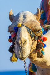 The muzzle of the African camel - 768106046