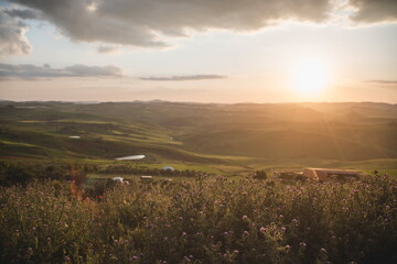 sunset over the field