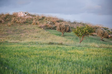 landscape with trees at Caltanissetta in Sicily, southern Italy