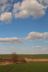 Naklejka premium A field with trees and clouds