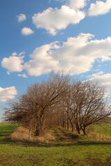 A group of trees in a field