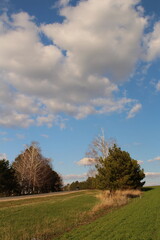 A grassy field with trees and blue sky