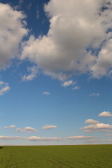 Fototapeta premium A field with blue sky and clouds