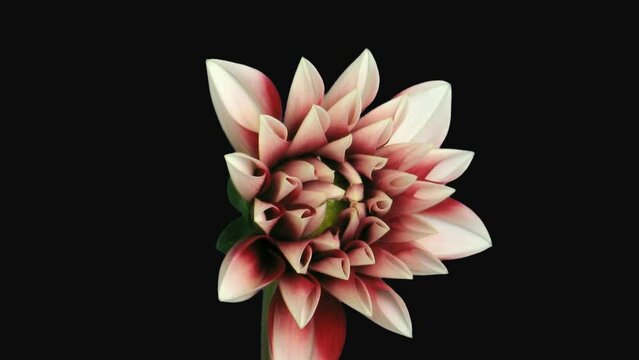 Timelapse of a White Dahlia Flower 1 D 1 Opening Isolated on a Black Background in PNG Format with an ALPHA Transparency Channel