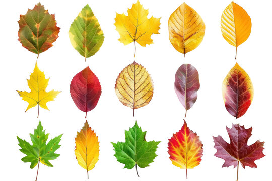 A collection of autumn leaves in various colors and shapes