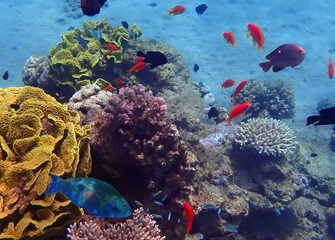 Naklejka na ściany i meble Wonderful nature of coral reef, showing biodiversity of tropical marine ecosystems that is still remains untouched by human activities in the Red Sea, Sinai, Middle East