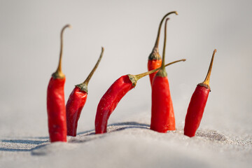 Red chili peppers, freshly harvested and ready for sale - a testament to successful organic farming