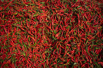 Abundant red chili peppers, freshly harvested and piled high, ready for wholesale - a testament to...