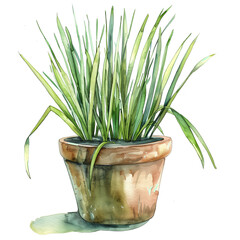 Lemongrass herb, green grass in a pot, herb, watercolor illustration