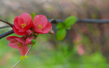 Beautiful spring and summer background with pink Quince flowers in bloom