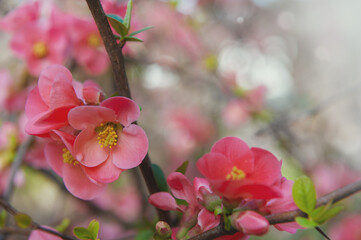 Beautiful spring and summer background with pink flowering Quince flowers