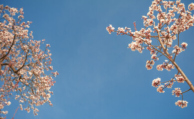 Beautiful spring background with pink cherry blossom and blue clear sky