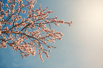 Beautiful spring background with pink cherry blossom and blue clear sky