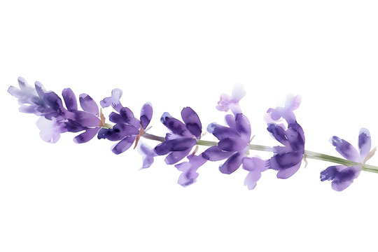 Purple Lavender Watercolor, Delicate Sprig on Ethereal - Isolated on Transparent White Background PNG
