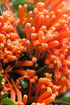 Close-up on Queen's Wreath flowers