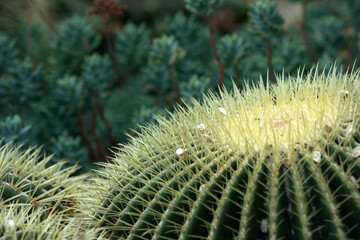 Close up Cactus