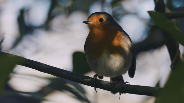 Female European Read Breast Robin Perched on Branch,  Close Up Slow Motion, The European robin (Erithacus rubecula), known simply as the robin or robin breast.