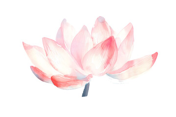 Pastel Pink Watercolor Lotus Flower, Gentle Botanical Art - Isolated on Transparent White Background PNG
