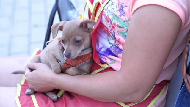A chocolate-colored Chihuahua puppy sits in the arms of a female hostess during a walk. The concept of raising pets