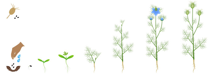 Cycle of growth of nigella damask plant isolated on a white background..eps - obrazy, fototapety, plakaty
