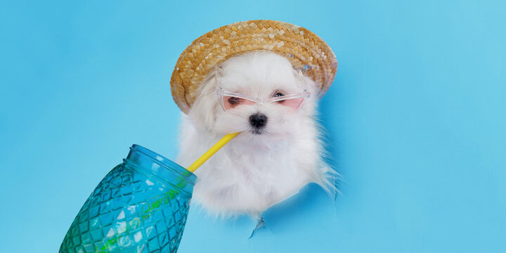 Portrait of a charming, white Maltez breed dog climbs out of hole in colored background. Make room for the text. Wide-angle horizontal wallpaper or web banner.
