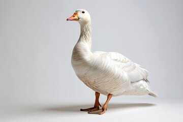 a white duck with orange beak - obrazy, fototapety, plakaty