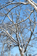 Snow on Tree Branches