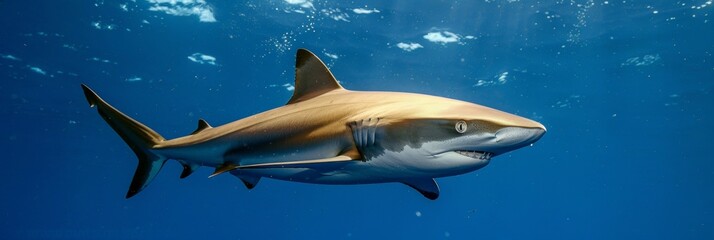 Majestic blue shark in natural ocean habitat, underwater wildlife in the sea, big fish background