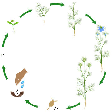Life cycle of black cumin plant on a white background..eps