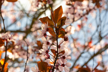 Gentle and bright apple tree in blossom