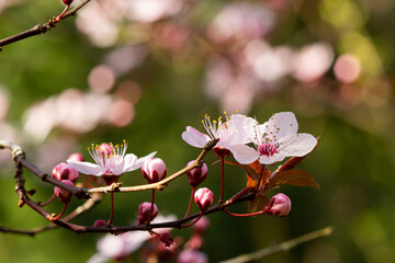 Gentle and bright apple tree in blossom. Close-up of flowers.