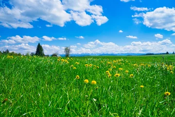 Fototapeten a green meadow with dandelions against a blue sky with clouds © Gesa Foto