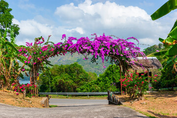 Arch of purple flowers  in Thailand - 768123299