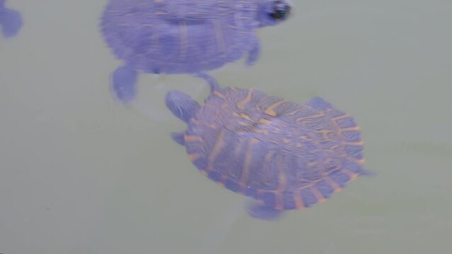 Turtles swimming in a pond at Villa Ada city park (Laghetto di Villa Ada) in Rome, Italy