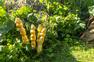 Skewers with young potatoes and lard, prepared for picnic barbecue. Copy space, place for text....
