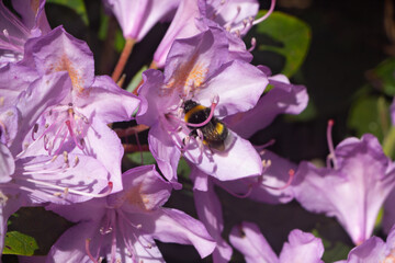 Bee on rhododendron flowers in a garden - 768124092